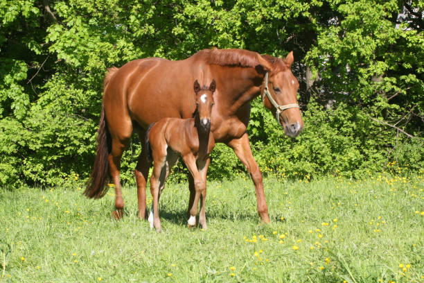 A foal standing close to its mother