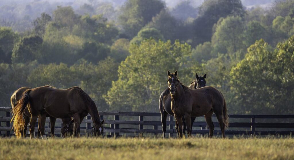 Horses Rolling pastures under a wide blue sky