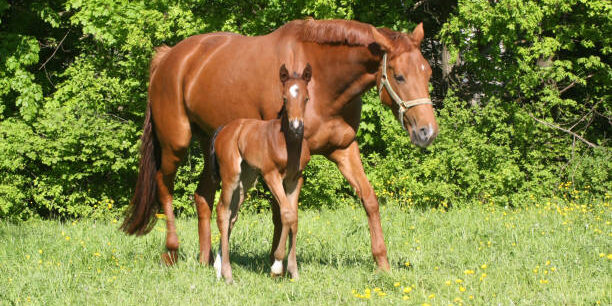 Buy Horses for Sale Online