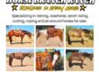 Horses for Sale