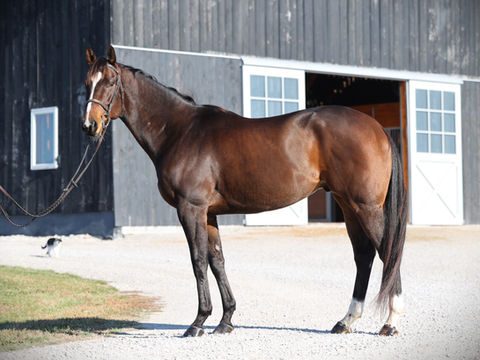 Lucky 8 Buy Horses Online