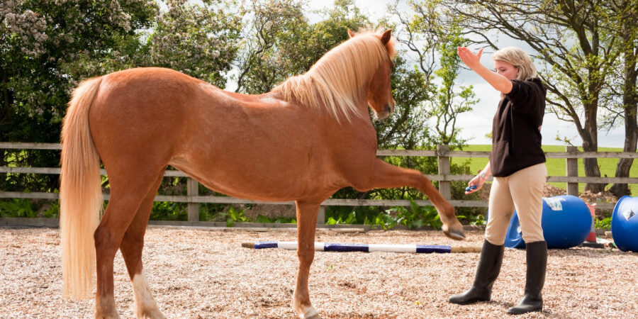 Buy Quality Horses for Sale